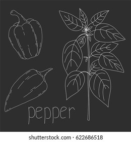 Vegetable isolated sketches. Food, vegetarian menu, farm illustration. Hand drawn fresh vegetables on black background. pepper set.