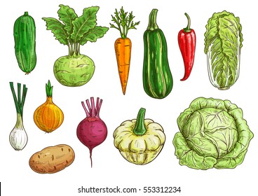 Vegetable isolated sketches. Fresh pepper, carrot, onion, beet and potato, cabbage and cucumber, zucchini and kohlrabi, pattypan squash veggies. Food themes, vegetarian menu, farm market design