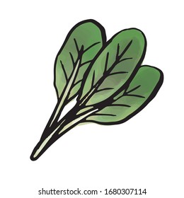 vegetable - Japanese mastered spinach(watercolor vector)