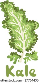 Vegetable Kale, healthy vector colorful food vegetable spice ingredient. Kale on white background. Elegant kale leaf cabbage. A decorative organic raw vegetable curly leaf. Edible plant cute picture