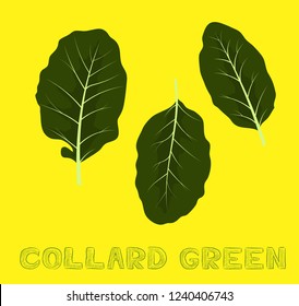 Vegetable Kind Collard Green Vector Illustration