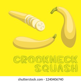 Vegetable Kind Crookneck Squash Vector Illustration