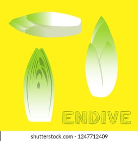 Vegetable Kind Endive Vector Illustration
