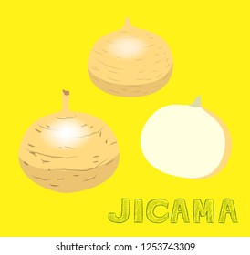 Vegetable Kind Jicama Vector Illustration