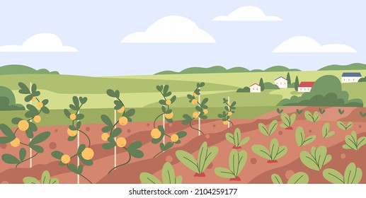 Vegetable kitchen garden. Organic farm crops growing. Fresh ripe agriculture harvest, plantation. Country landscape with veggies growth in farmland. Rural field panorama. Flat vector illustration