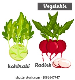 vegetable kohlrabi and radish