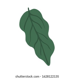 Vegetable leaves. Green leaf isolated on white background.  Vegan, farm, organic, natural. Flat simple  vector illustration