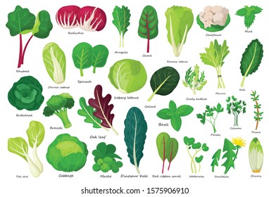 Vegetable lettuce cartoon vector icon.Illustration of isolated cartoon icon vegetable salad . Vector illustration set lettuce leaf and cabbage.