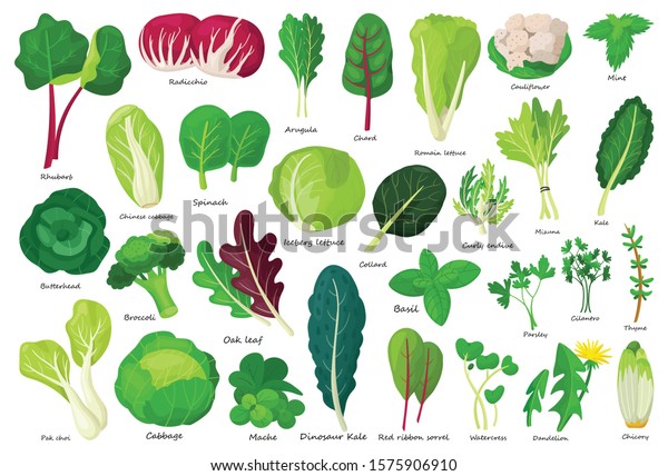 Vegetable lettuce cartoon vector\
icon.Illustration of isolated cartoon icon vegetable salad . Vector\
illustration set lettuce leaf and\
cabbage.