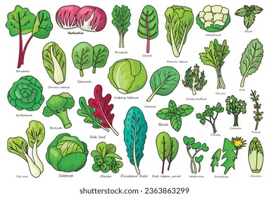 Vegetable lettuce color vector icon.Illustration of isolated color icon vegetable salad . Vector illustration set lettuce leaf and cabbage.