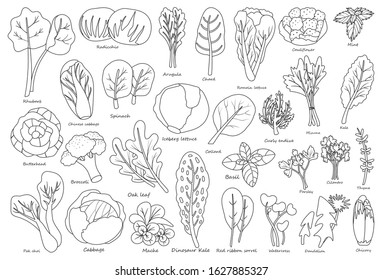 Vegetable lettuce Outline,line vector icon.Illustration of isolated Outline,line icon vegetable salad . Vector illustration set lettuce leaf and cabbage.