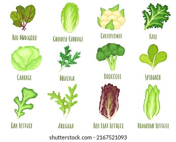 Vegetable lettuce. Salad cabbage, green spinach leaves and cartoon broccoli vector set. Illustration of spinach and cabbage, lettuce of vegetable