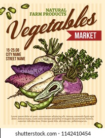 Vegetable market promo poster with veggies product. Baby corn, broad bean and turnip, radish, sweet potato, rutabaga and caigua root vegetable sketch banner for farm market flyer design