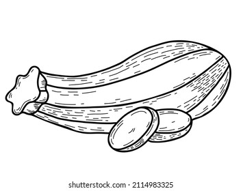 Médula vegetal. Hermoso zucchini a rayas oblongas y trozos de verduras cortadas. Ilustración vectorial. Dibujo de mano lineal en forma de doodle, esquema de diseño, decoración y decoración
