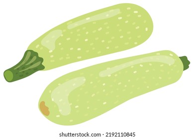 Vegetable marrow. Hand drawn vector illustration. Suitable for website, postcards, stickers, menu.