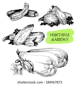 Vegetable marrows. Set of hand drawn illustrations