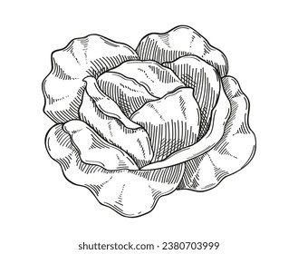 Pflanzenminimalistische Skizze. Kohl handgezeichnet. Natürliches und ökologisches Produkt. Landwirtschaft und Landwirtschaft, Herbstsaison. Lineare flache Vektorgrafik einzeln auf weißem Hintergrund