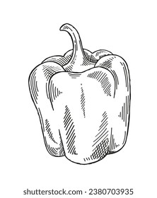 Vegetable minimalistic sketch. Pepper hand drawn. Natural and organic product. Autumn season eating with vitamin. Poster or banner. Linear flat vector illustration isolated on white background