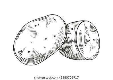 Vegetable minimalistic sketch. Potato hand drawn. Natural and organic product. Ingredient for cooking. Poster or banner. Linear flat vector illustration isolated on white background