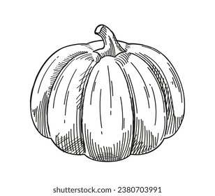 Esbozo minimalista vegetal. Calabaza dibujada a mano. Producto natural y orgánico. Comer sano con vitaminas. Plantilla y diseño. Ilustración lineal vectorial aislada en fondo blanco