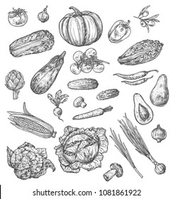 Vegetable and mushroom sketch set of fresh farm veggies and vegetarian food. Pepper, tomato and carrot, cabbage, onion and zucchini, radish, garlic and olives, pumpkin, chili, avocado and corn