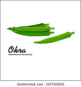 Vegetable Okra (lady finger) - Abelmoschus Esculentus. Vector flat illustration design