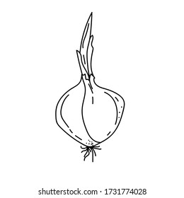 The vegetable onion. Black and white vegetables. Vector drawn contour and silhouette simple illustration. Eco-product.