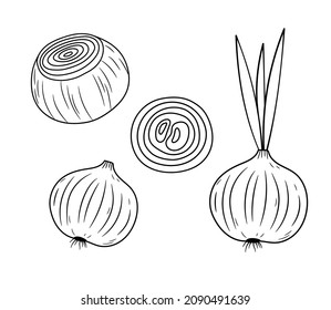 Pflanzenzwiebel und -ring. Frische Zwiebel, einzeln auf weißem Hintergrund. Vektorgrafik