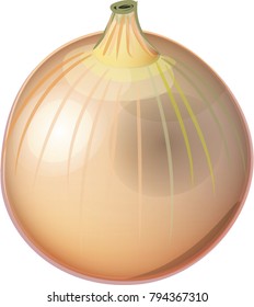 Vegetable Onion isolated icon. Onion for farm market, vegetarian salad recipe design. vector illustration in flat style