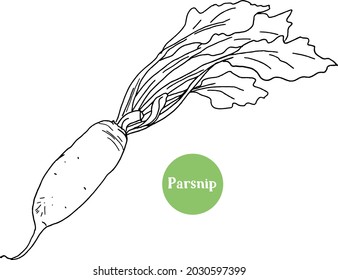 Gemüses Parsnip, Vektorgrafik. Eingeschlossenes Objekt.