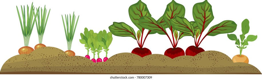 Vegetable Patch With Different Root Vegetables