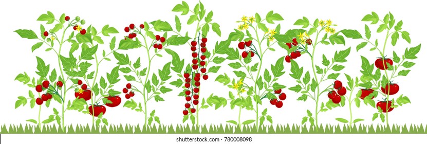 Vegetable patch with fruiting tomato plants on white background