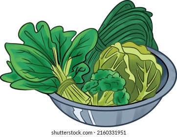 vegetable plant broccoli spinach long beans cabbage vector