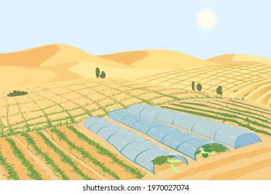 Vegetable plantations in the desert. The concept of combating desertification and droughts, creating fertile soils. Beds with zucchini in the sand. Vector illustration.