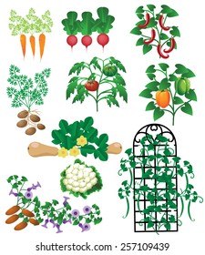 Vegetable plants collection isolated EPS 10 vector royalty free stock illustration for ad, poster, flier, signage, promotion, blog, social media, menu, promotional postcard, marketing