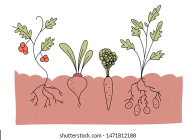 Vegetable plot with tomato, beetroot, carrot and potato vector cartoon illustration isolated on a white background.