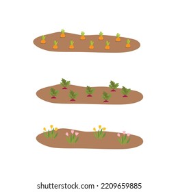 Vegetable plots with different root vegetables. Gardening, spring seedlings, cultivation of vegetables.Vector illustration in flat design