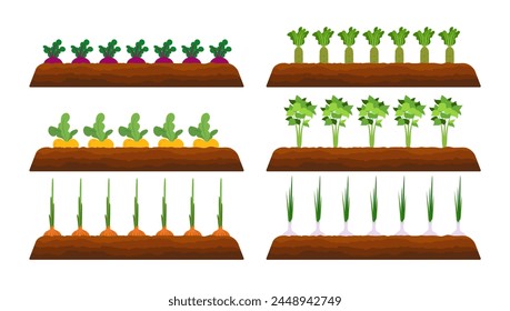 Vegetable plots with different root vegetables. Sowing Harvest, Harvesting. Vector illustration in flat style