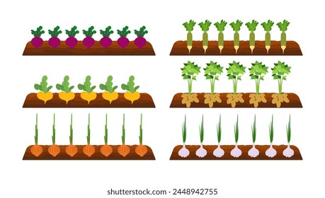 Vegetable plots with different root vegetables. Sowing Harvest, Harvesting. Various vegetables in ground. Potatoes, Carrots, cabbage, turnips, onions, beets, radishes, garlic