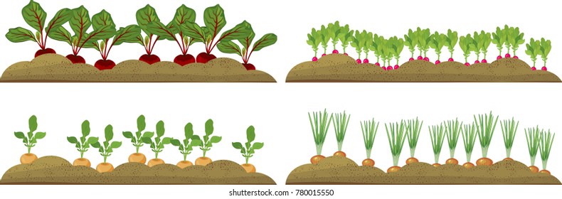 Vegetable plots with different root vegetables