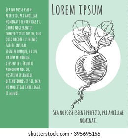 Vegetable poster, flyer or template with beet and text, in vintage sketch hand drawn style, for healthy vegetarian food advertising design