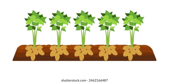 Vegetable Potato Beds. Tuber vegetables potato graphic template. Gardening, farming infographic, how it grows. Plants showing root structure below ground level. Flat style design.