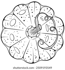 Vegetable pumpkin top view close-up. Autumn harvest symbol. Ripe squash. Vector illustration in hand drawn sketch doodle style. Line art isolated on white for coloring book, print