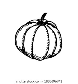Vegetable pumpkin, vector illustration, hand drawing sketch