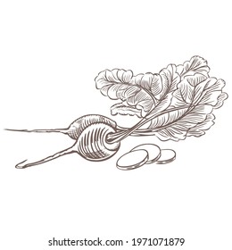  Vegetable radish illustration. Beetroot fruit illustration hand drawing