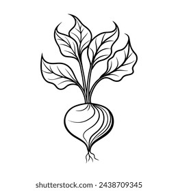 Vegetable root beetroot with leaves harvest continuous line art vector drawing