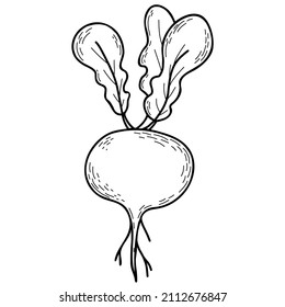 Vegetable Root. Beetroot With Leaves. Vector Illustration. Linear Hand Drawing, Outline For Design And Decoration, Menu Design And Recipes