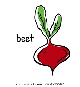 Vegetable root. Beetroot with leaves. Vector illustration of beet with its name. Linear hand drawing, outline for design and decoration, menu design and recipes