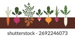 Vegetable root and leaves growing in ground, farm soil. Underground tubers, agriculture plants, food crop, beet, carrot, potato, onion and turnip. Flat vector illustration isolated on white background