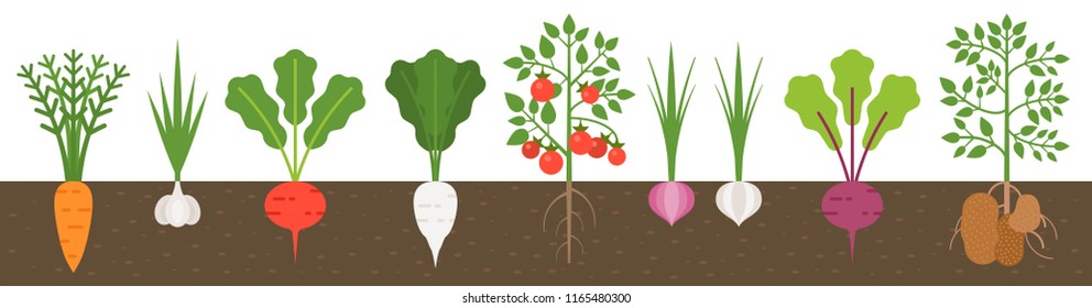 Vegetable With Root In Soil Texture, Flat Design